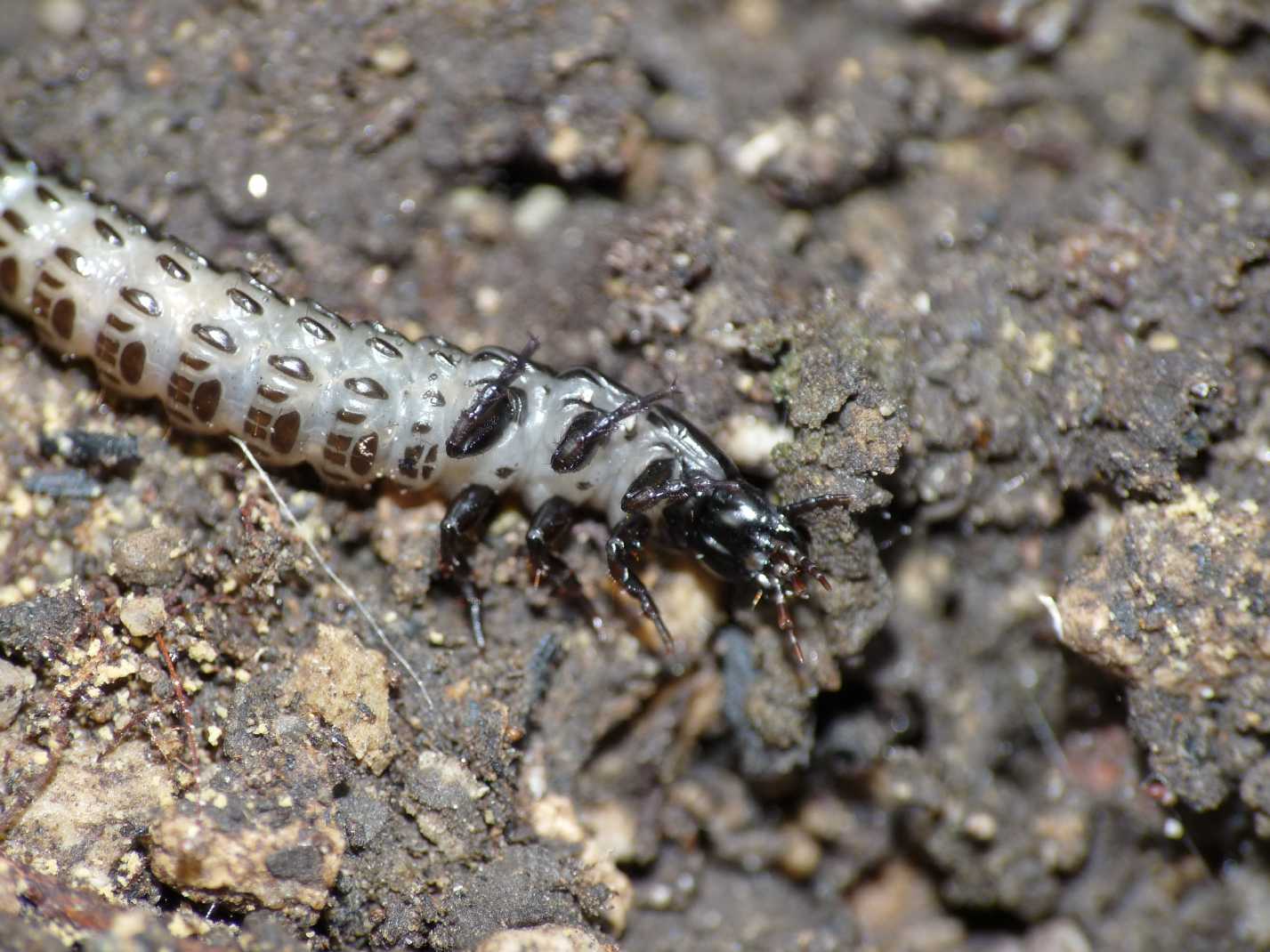 Larva di Carabus sp.